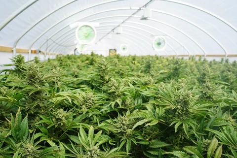 Hero image for Marijuana Venture: Industry Pros Weigh In On Limiting Cannabis Operator Licensing 